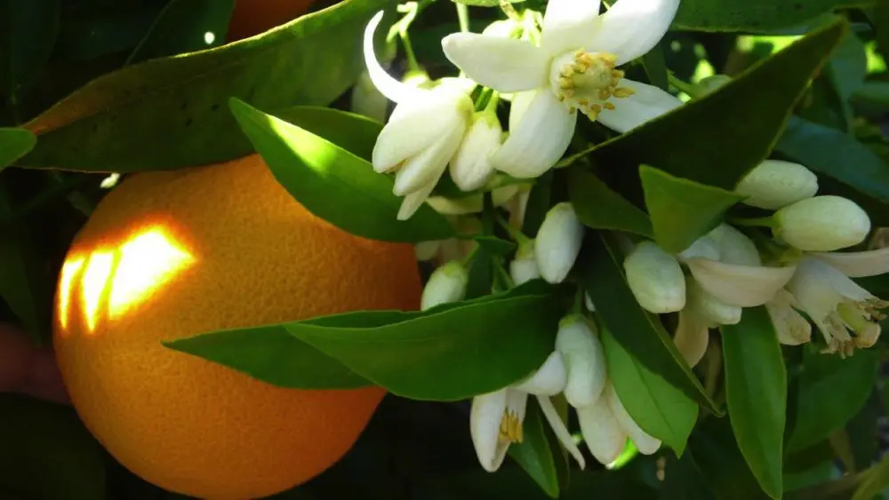چای سیاه با بهار نارنج