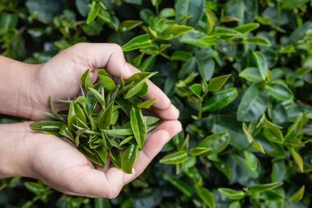 Tea Estate